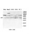 BMP5 Antibody