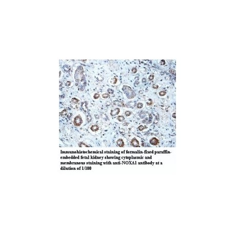 NOXA1 Antibody