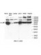 PTPN6 Antibody