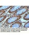 RICH2 Antibody