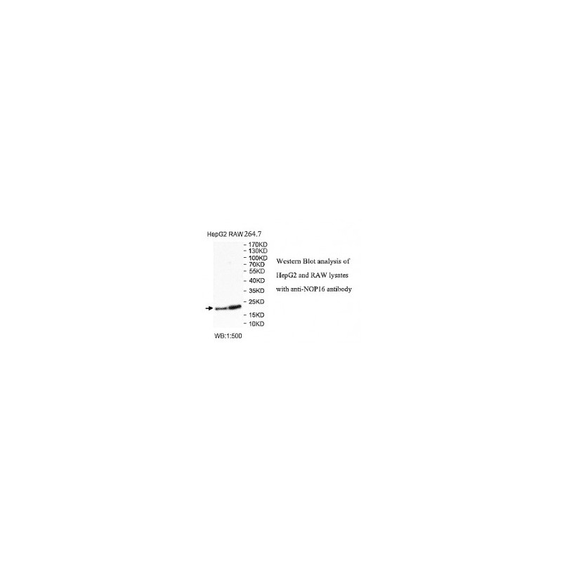 NOP16 Antibody Supplier | CAS | AOBIOUS