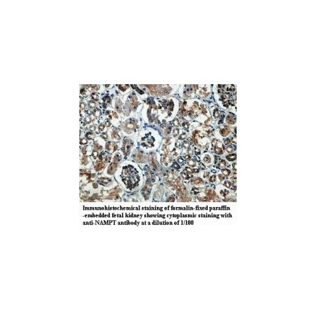 NAMPT Antibody