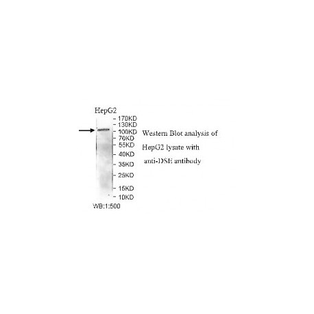 DSE Antibody