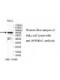 RPS6KA1 Antibody