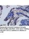 CXCL12 Antibody