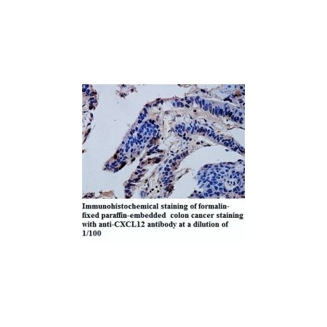 CXCL12 Antibody