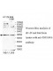 ZSCAN16 Antibody