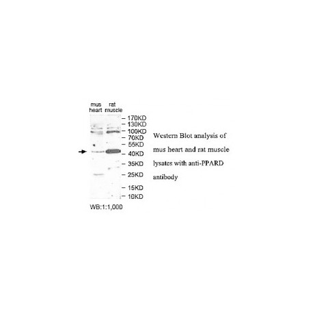 PPARD Antibody