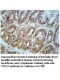 VSIG2 Antibody