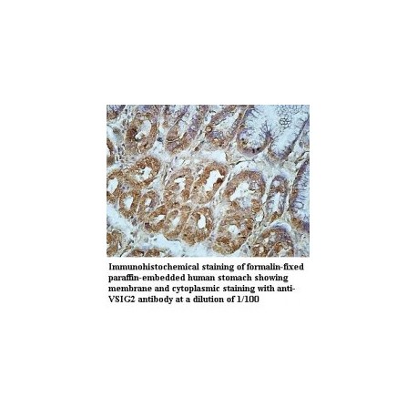 VSIG2 Antibody