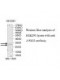 VSIG2 Antibody