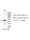 GLYATL1 Antibody