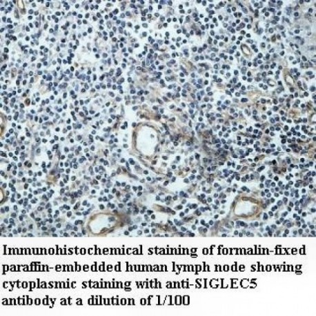 SIGLEC5 Antibody