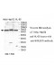 SIGLEC5 Antibody