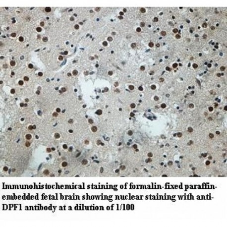 DPF1 Antibody