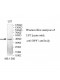 DPF1 Antibody