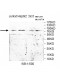 DSG2 Antibody