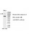 BUB1 Antibody