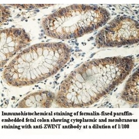 ZWINT Antibody