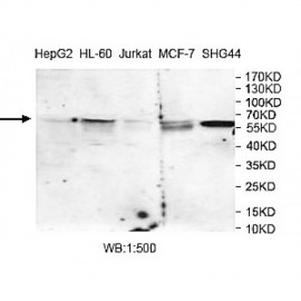 ZRSR2 Antibody