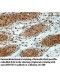 ZMYND11 Antibody