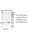 YEATS4 Antibody