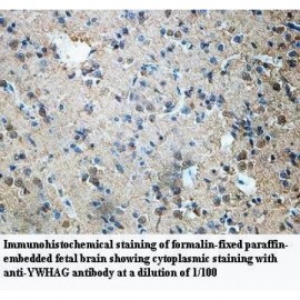 YWHAG Antibody