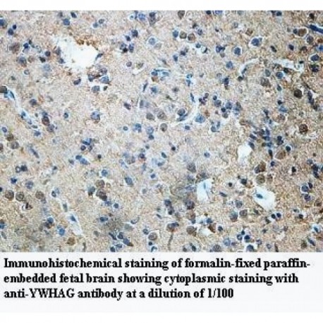 YWHAG Antibody