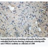 YWHAG Antibody