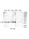 YWHAG Antibody