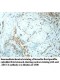 XRCC4 Antibody