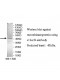 C12orf4 Antibody