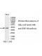 RNF146 Antibody