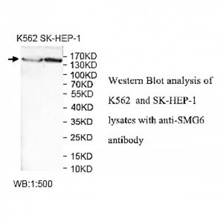 SMG6 Antibody