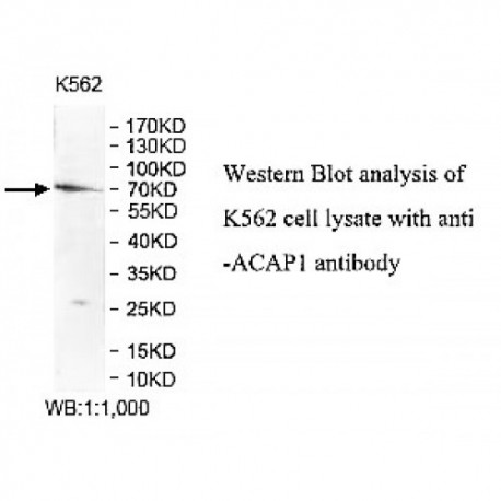 ACAP1 Antibody