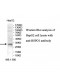 RSPO1 Antibody