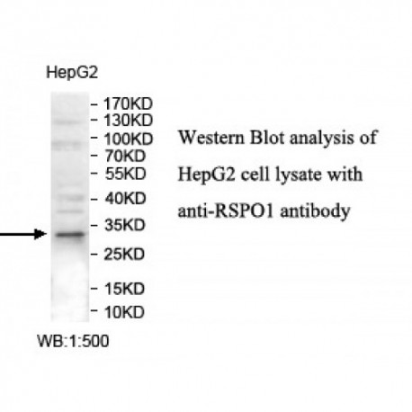 RSPO1 Antibody