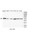 DSN1 Antibody