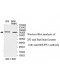 NDUFS1 Antibody