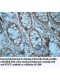 PUS7L Antibody
