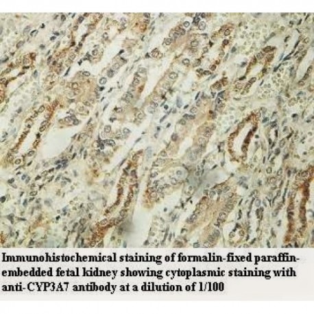 CYP3A7 Antibody