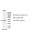 ZIC4 Antibody