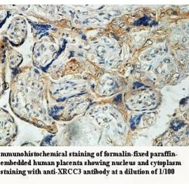 XRCC3 Antibody