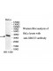 XRCC3 Antibody