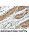 WAPAL Antibody