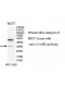 C11orf42 Antibody
