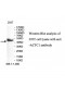 ACTC1 Antibody