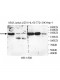 DUOX1 Antibody