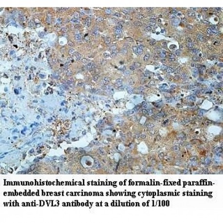 DVL3 Antibody