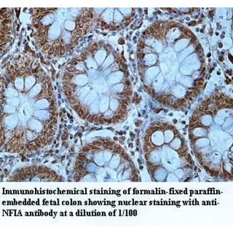 NFIA Antibody